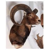 Mouflon Ram Shoulder Mount Taxidermy