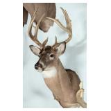 9-Point Whitetail Deer Shoulder Mount Taxidermy