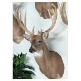 10-Point Whitetail Deer Shoulder Mount Taxidermy