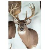 8-Point Whitetail Deer Shoulder Mount Taxidermy