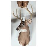 11-Point Whitetail Deer Shoulder Mount Taxidermy
