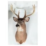 9-Point Whitetail Deer Shoulder Mount Taxidermy
