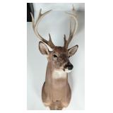 8-Point Whitetail Deer Shoulder Mount Taxidermy