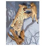 Leopard & Vervet Monkey Full Body Taxidermy Wall M