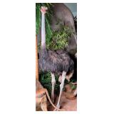 Ostrich Full Body Taxidermy Mount No Base