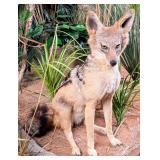 Sitting Black Backed Jackal Full Body Taxidermy Mo