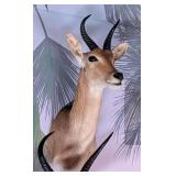 Reedbuck Shoulder Mount Taxidermy