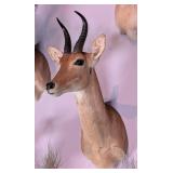 Reedbuck Shoulder Mount Taxidermy