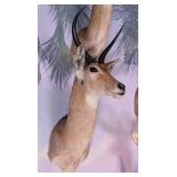 Reedbuck Shoulder Mount Taxidermy
