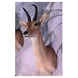 Reedbuck Shoulder Mount Taxidermy