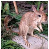 South African Spring Heir Full Body Taxidermy Moun