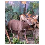 African Nyala Full Body Taxidermy Mount No Base