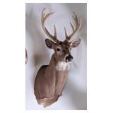 9 Point Whitetail Deer Shoulder Mount Taxidermy