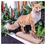 Red Fox Full Body Taxidermy Mount on Wood & Habita