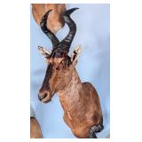 Red Hartebeest Shoulder Mount Taxidermy