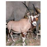 ABSOLUTE MONSTER Gemsbok Full Body Taxidermy Mount
