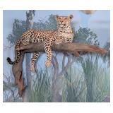 Leopard Full Body Taxidermy Wall Mount on Driftwoo