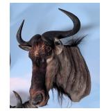 Blue Wildebeest Shoulder Mount Taxidermy