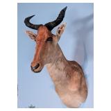 Coke's Hartebeest Shoulder Mount Taxidermy