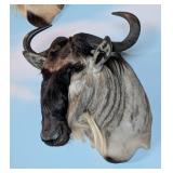 White Bearded Wildebeest Shoulder Mount Taxidermy