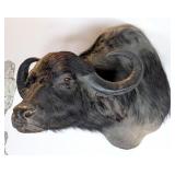 FULL CURL Black Water Buffalo Shoulder Mount Taxid