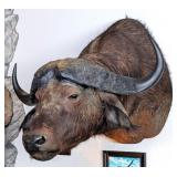 Large Cape Buffalo Shoulder Mount Taxidermy