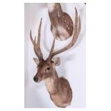 Rusa Deer Shoulder Mount Taxidermy