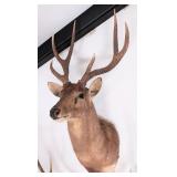 Rusa Deer Shoulder Mount Taxidermy