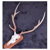 Sika Deer European Taxidermy Mount on Wood Plaque