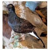 Black Grouse Full Body Taxidermy Mount No Base