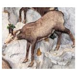 Alpine Chamois Full Body Taxidermy Mount No Base