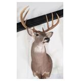 8-Point Mexican Whitetail Deer Shoulder Mount Taxi