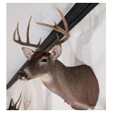 9-Point Mexican Whitetail Deer Shoulder Mount Taxi