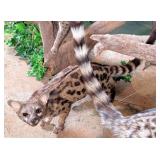 Genet Cat Full Body Taxidermy Mount No Base