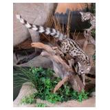 Genet Cat Full Body Taxidermy Mount on Driftwood B