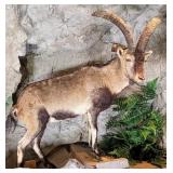 Iberian Ibex Full Body Taxidermy Mount No Base