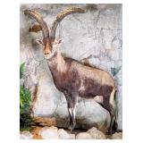 Iberian Ibex Full Body Taxidermy Mount No Base