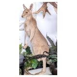 RARE Australian Male Kangaroo Full Body Taxidermy
