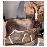 Bontebok Full Body Taxidermy Mount No Base INDIANA