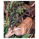 Grant's Gazelle Full Body Taxidermy Mount No Base
