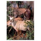 Arabian White Oryx Full Body Taxidermy Mount No Ba