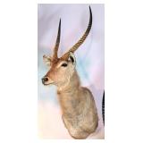 Common Waterbuck Shoulder Mount Taxidermy