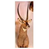Defassa Waterbuck Shoulder Mount Taxidermy