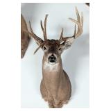 10-Point Non-Typical Whitetail Deer Shoulder Mount