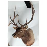 7x6 Roosevelt Deer Shoulder Mount Taxidermy
