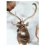 Eld's Deer Shoulder Mount Taxidermy INDIANA RESIDE