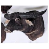 Australian Water Buffalo Shoulder Mount Taxidermy