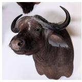 Ethiopian Buffalo Shoulder Mount Taxidermy