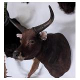 Bantang Shoulder Mount Taxidermy INDIANA RESIDENTS