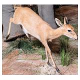Running Common Duiker Full Body Taxidermy Mount w/